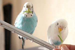 корм для попугаев