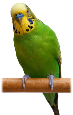 волнистый попугай