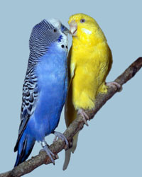 волнистые попугаи фото